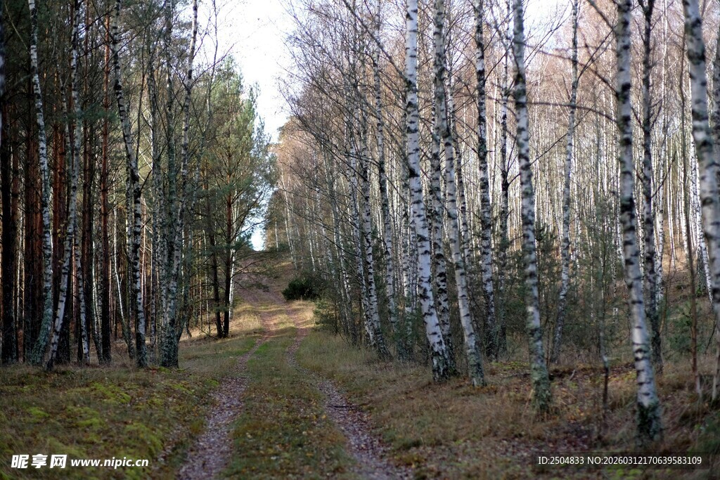 林间小径 静谧桦木森林