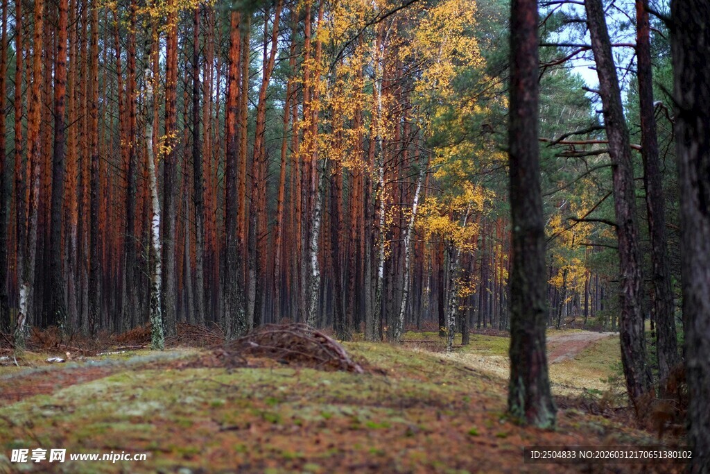 秋日松林美景