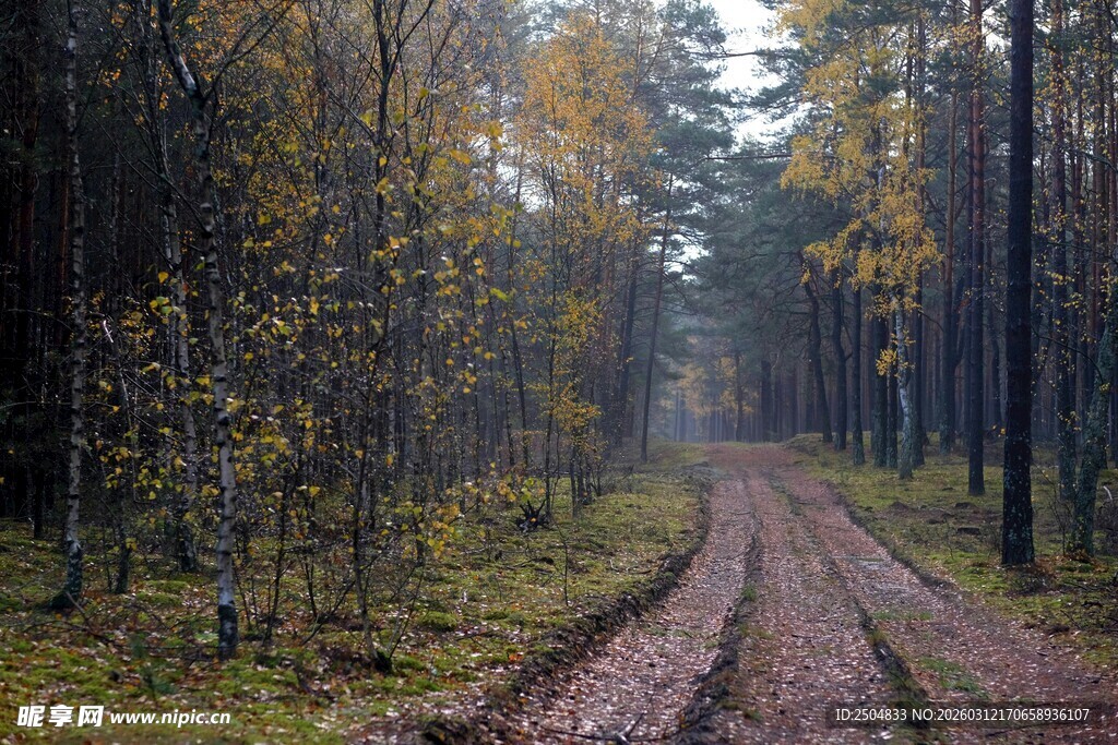 秋日林间泥泞小路