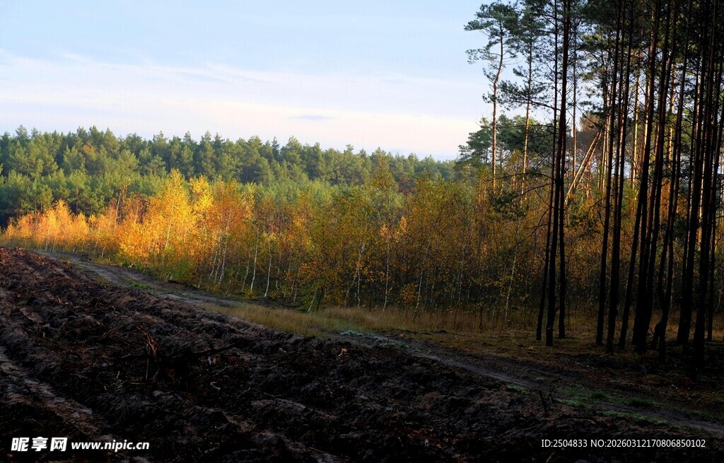 秋日田野旁的茂密树林