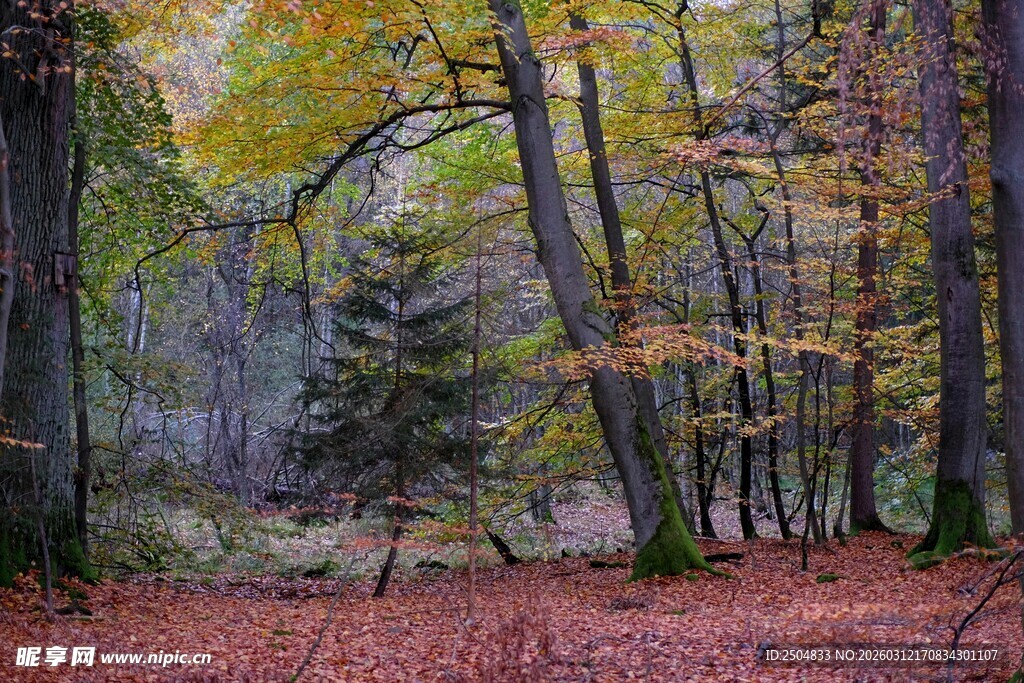 秋日森林美景