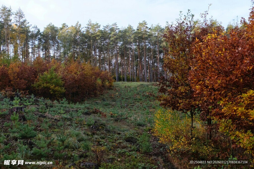 秋日多彩林间草地景色