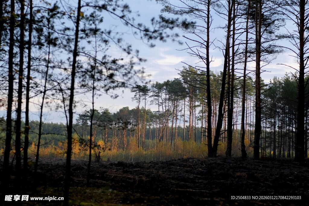 森林暮色景观