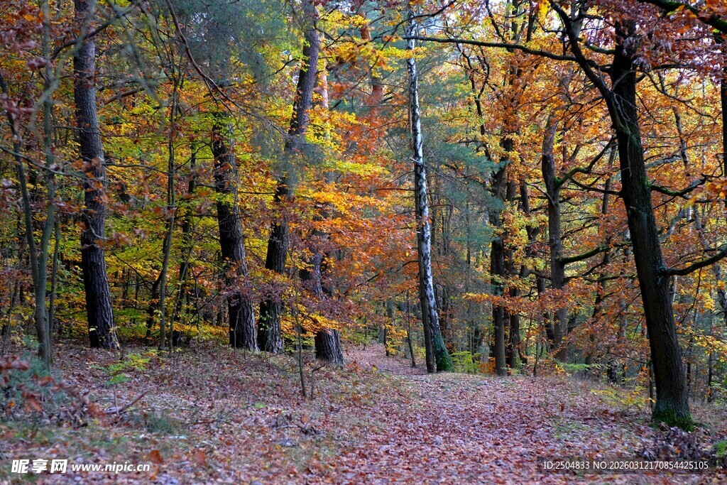 秋日斑斓树林小径