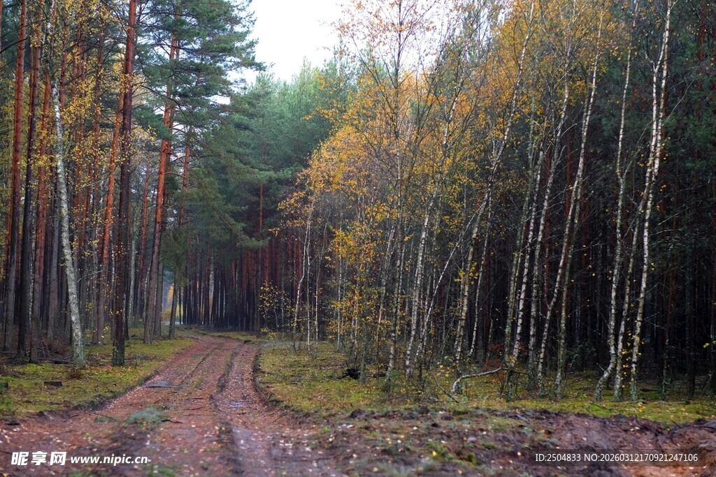 秋日林间土路