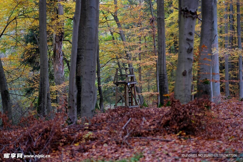 秋日森林中的静谧景象