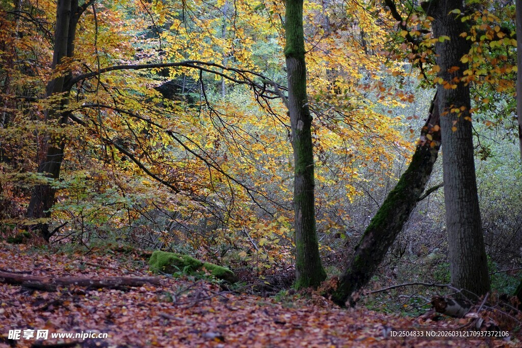 秋日森林的斑斓景致
