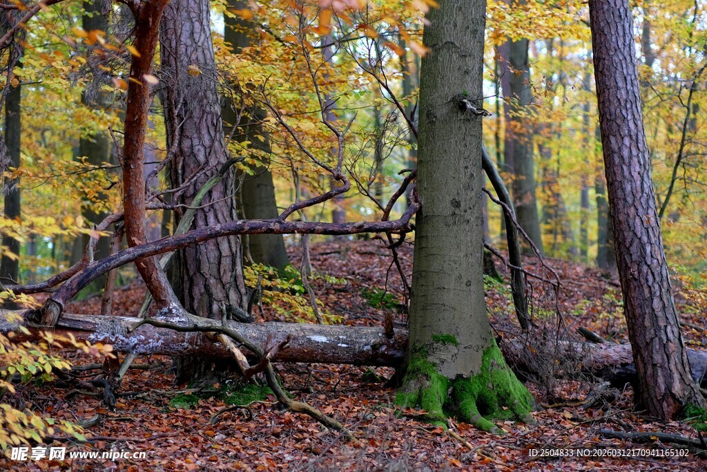秋日森林中的枯木与绿树