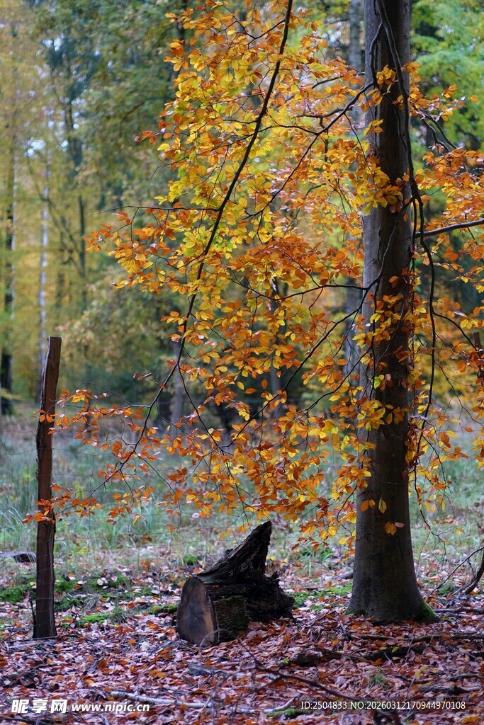 秋日森林中的多彩景致