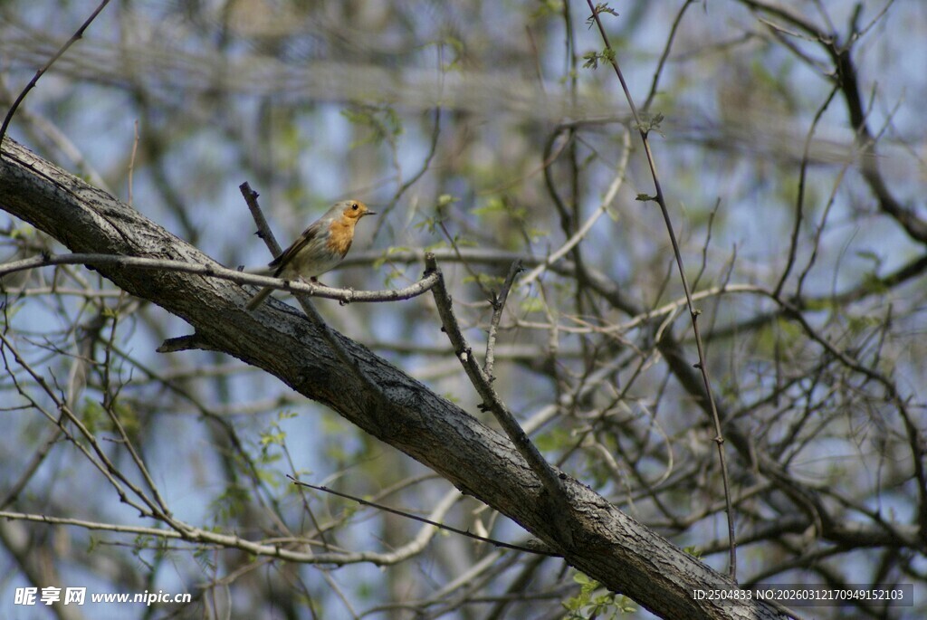 树枝上栖息的小鸟
