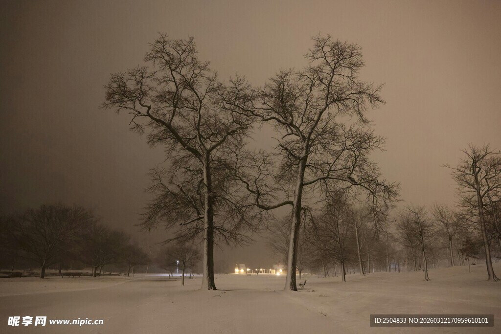 冬日雪景中的枯树景象