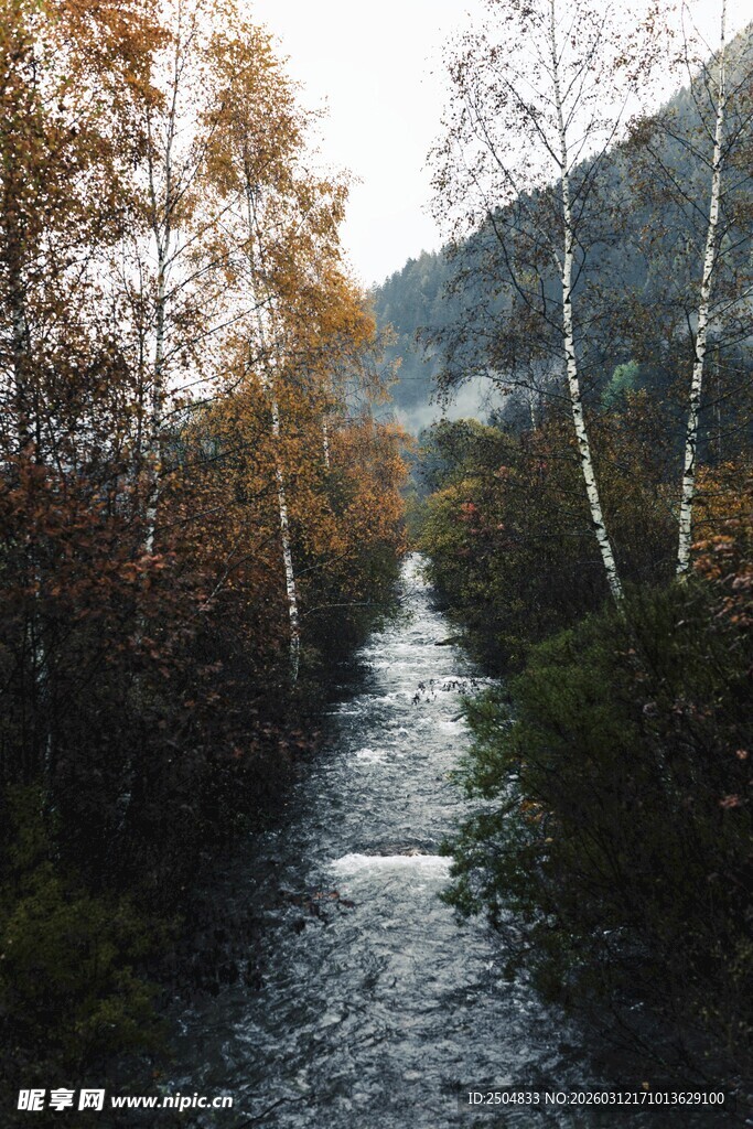 秋日林间潺潺溪流