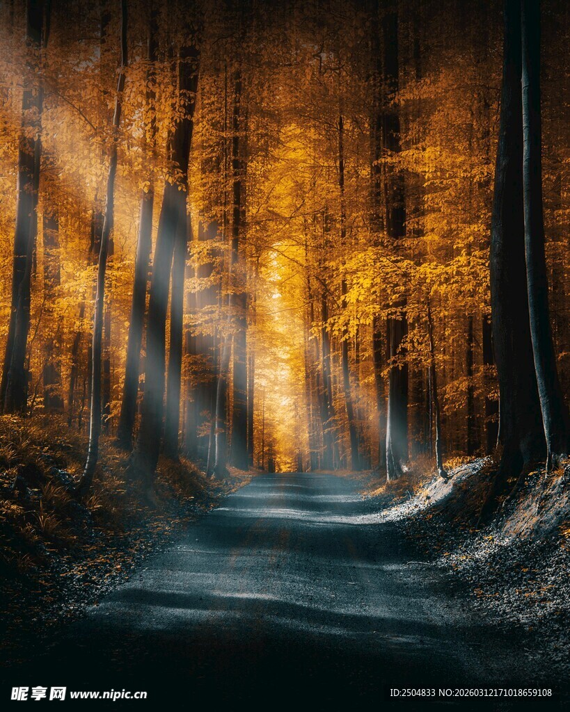 秋日林间幽径 光影斑驳