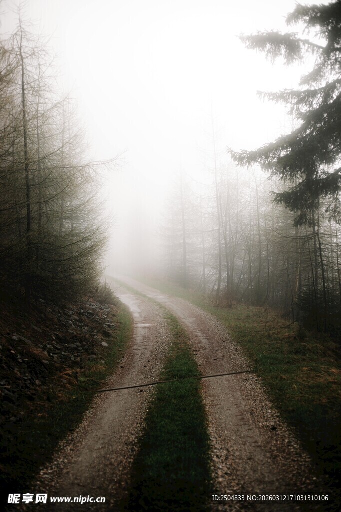 雾中蜿蜒的林间小路