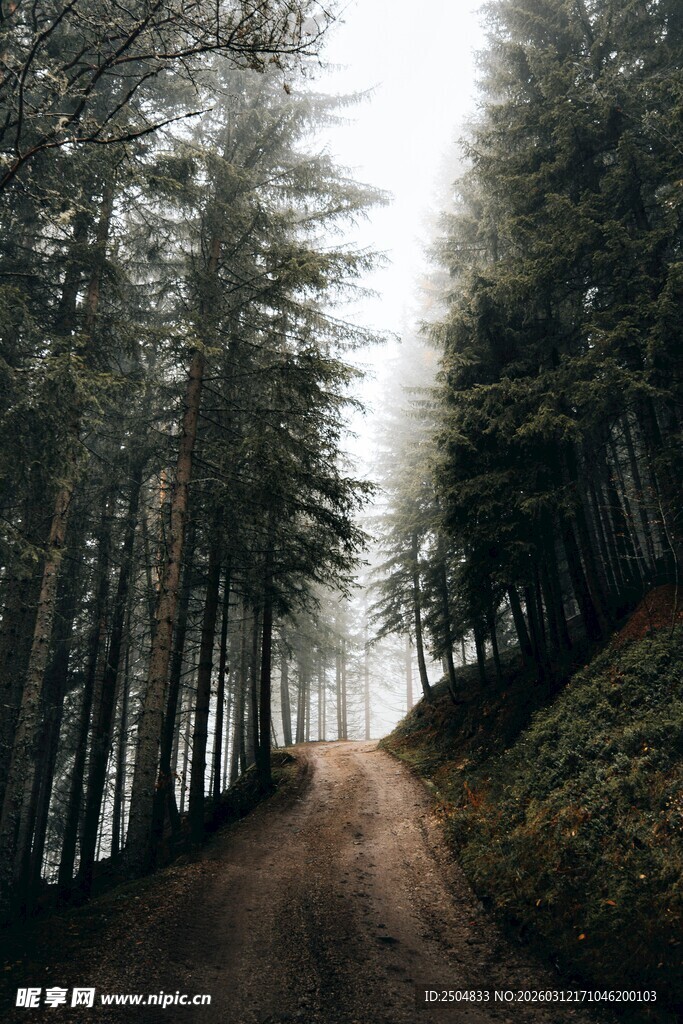 林间雾霭中的幽静小路