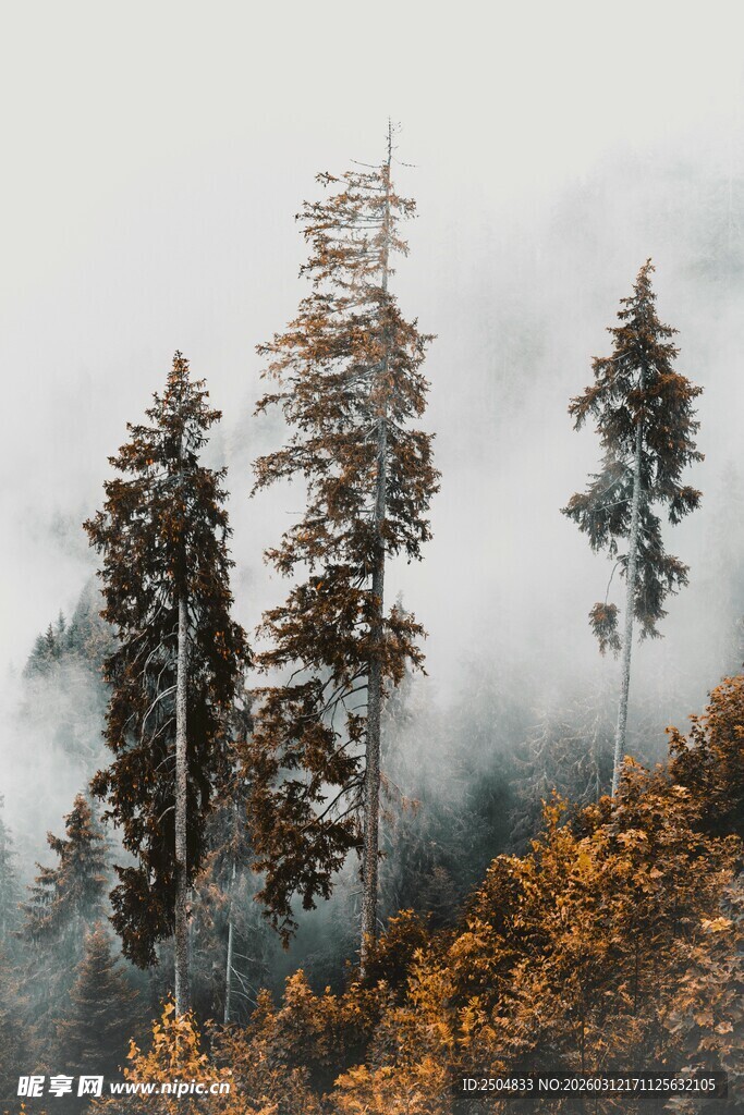 雾中挺拔的山林美景