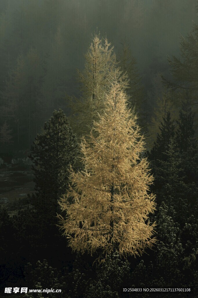 雾中金黄挺拔的单棵树木