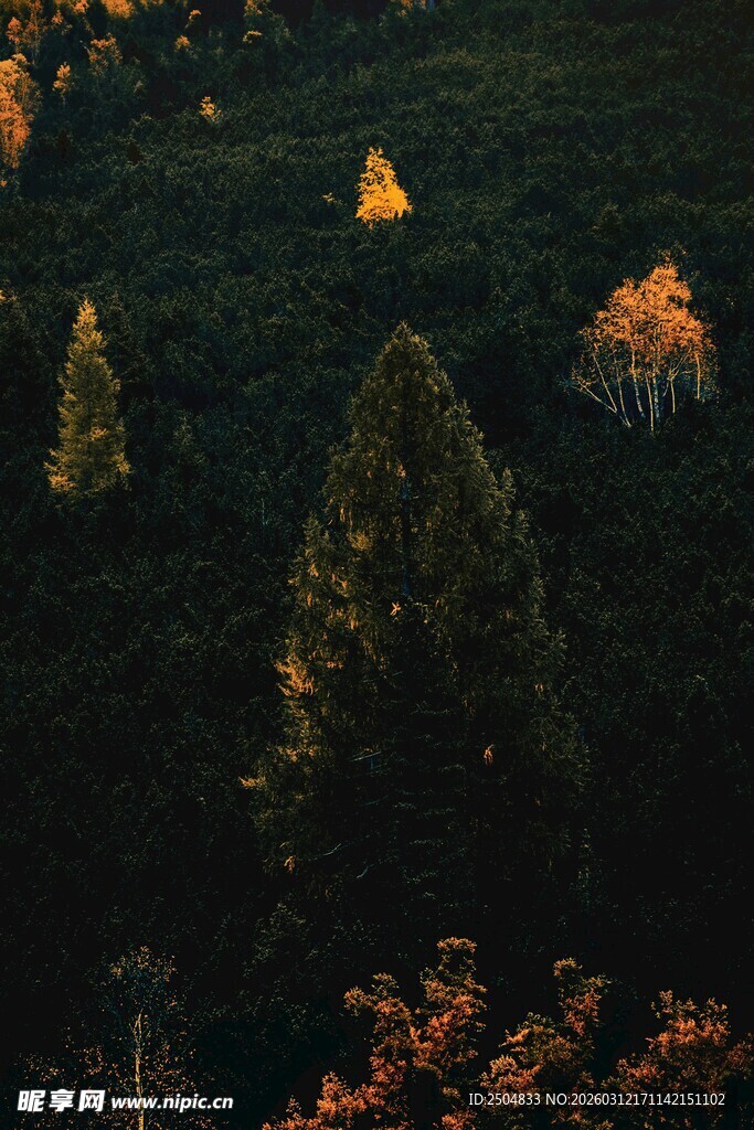 黄昏下的茂密山林景色