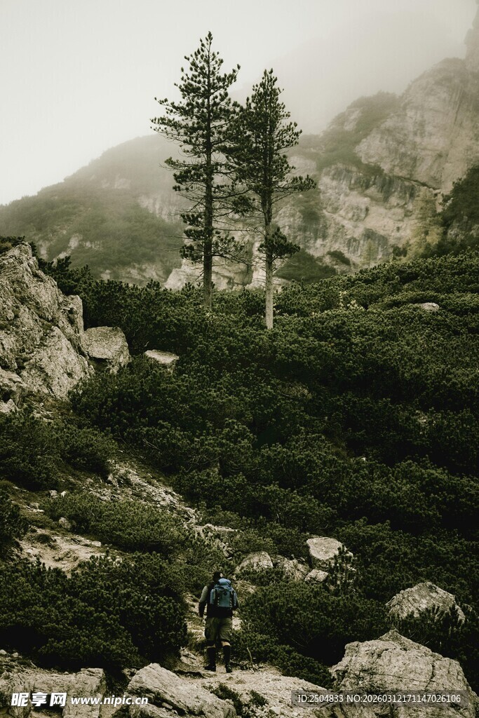 山间徒步者与挺拔树木