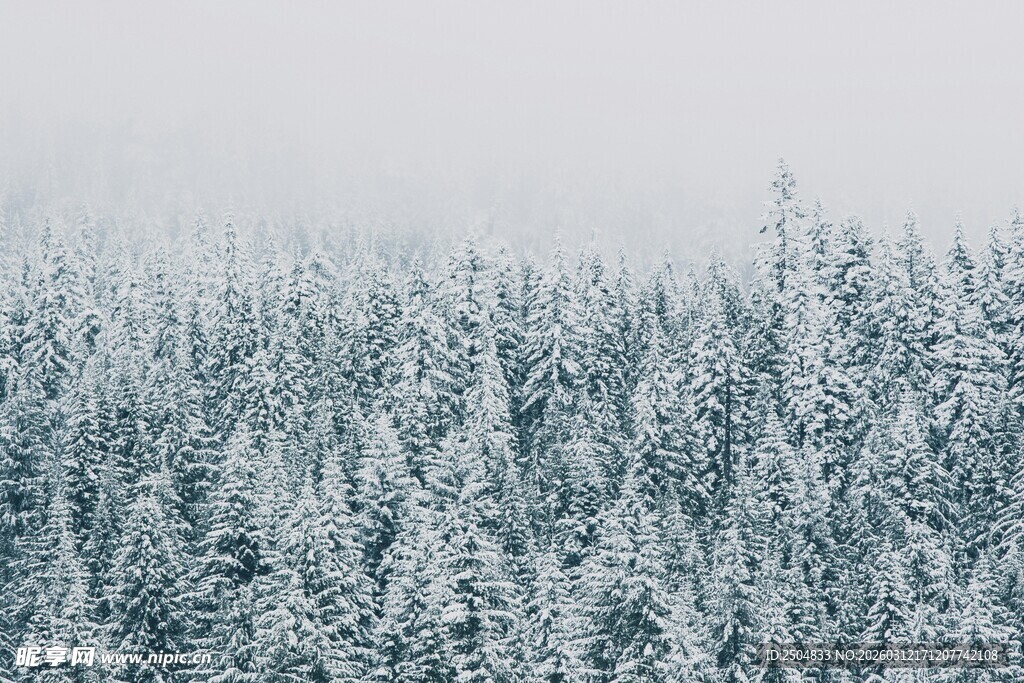 冬日雪覆森林美景