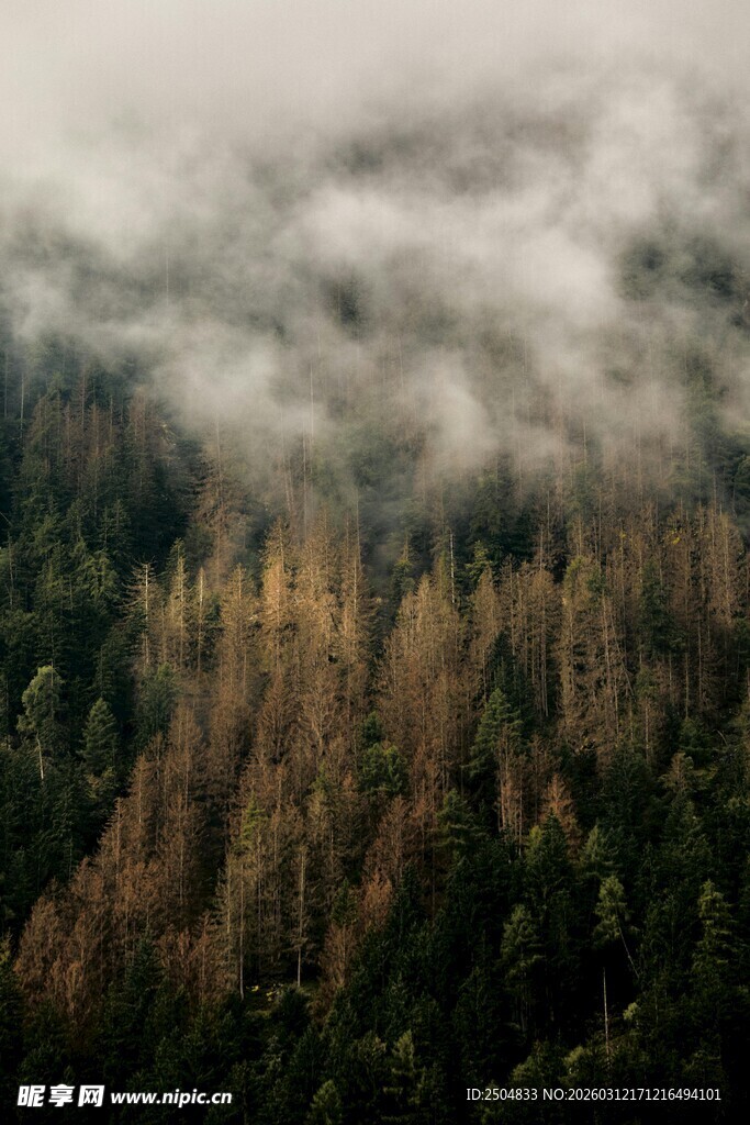 云雾缭绕的茂密山林