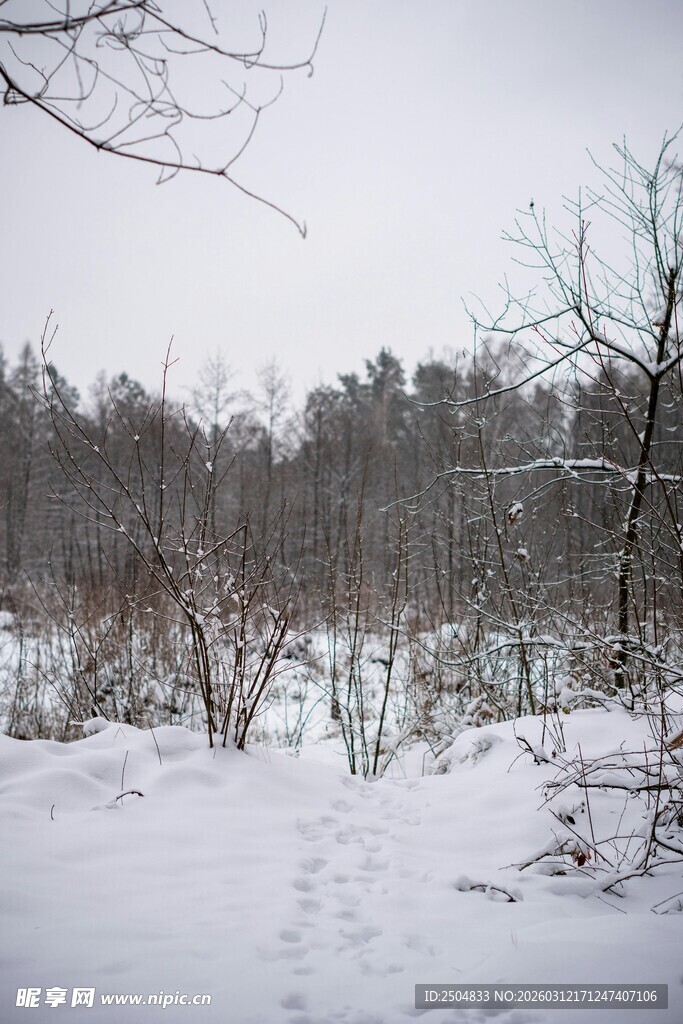 冬日雪林小径