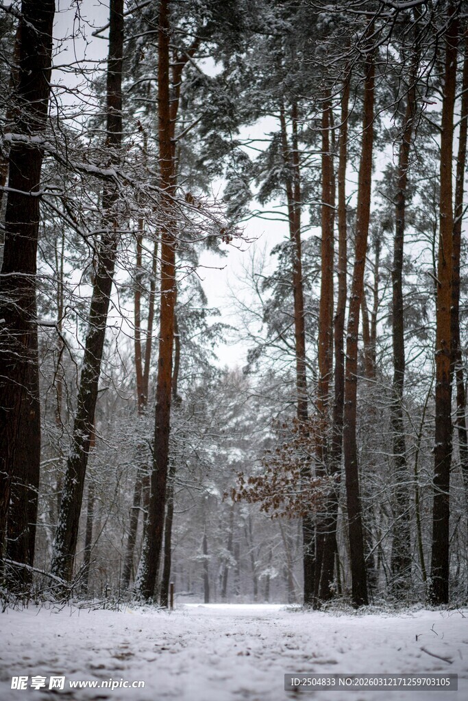 冬日雪覆松林美景
