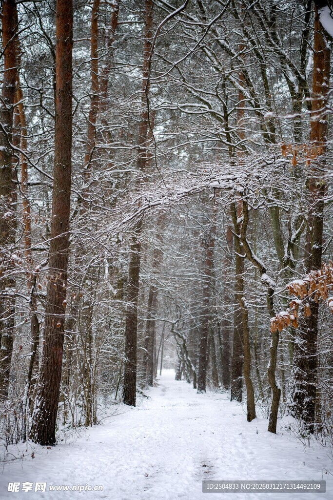冬日雪覆林间小道