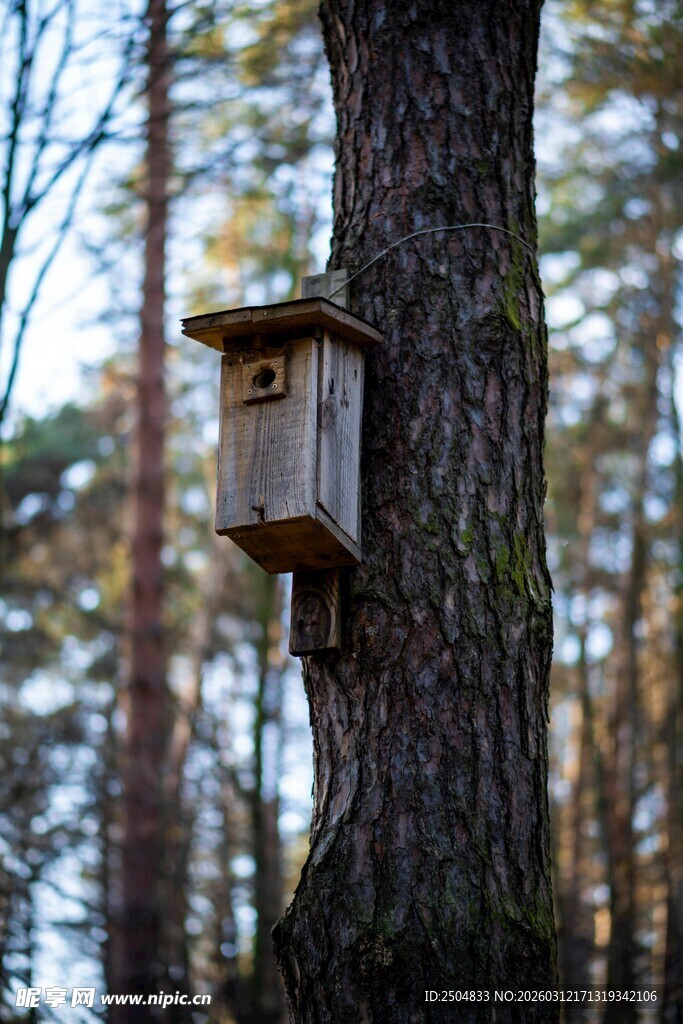 树上的木质鸟屋