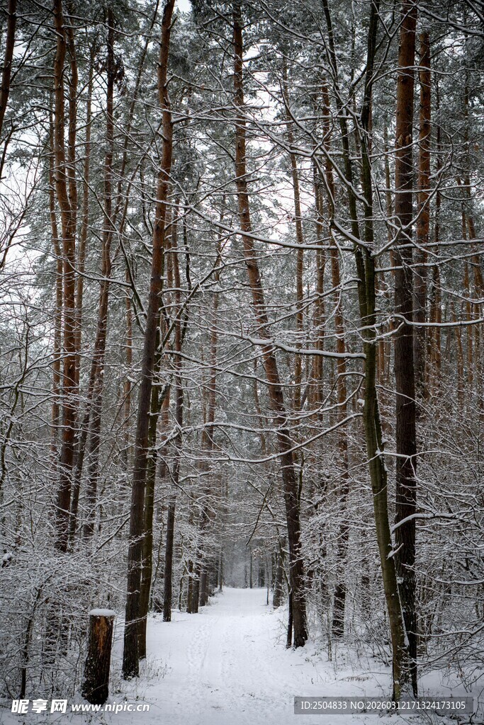 冬日雪覆森林静谧小径
