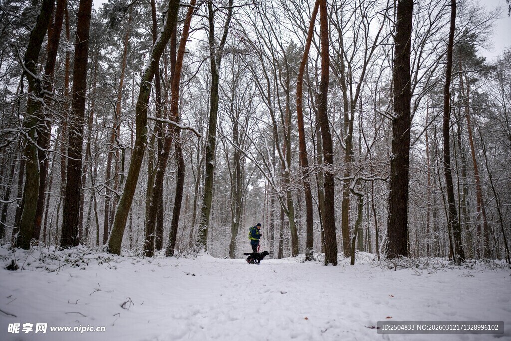 雪覆树林的静谧冬日景象