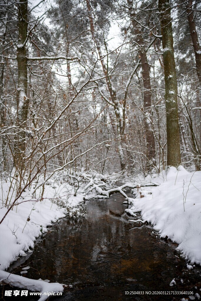 冬日雪覆林间小溪