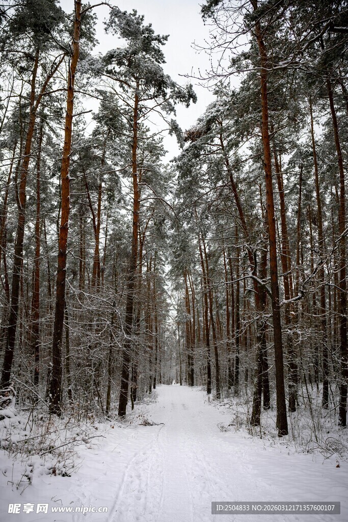 冬日雪覆的松林小道
