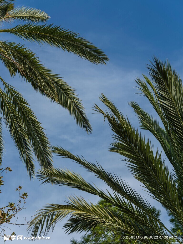 蓝天映衬下的翠绿棕榈叶