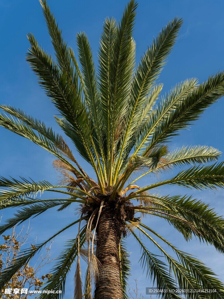 高大挺拔的棕榈树