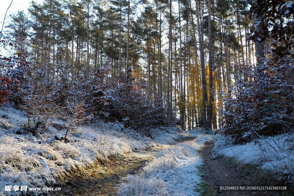 冬日雪覆林间小道