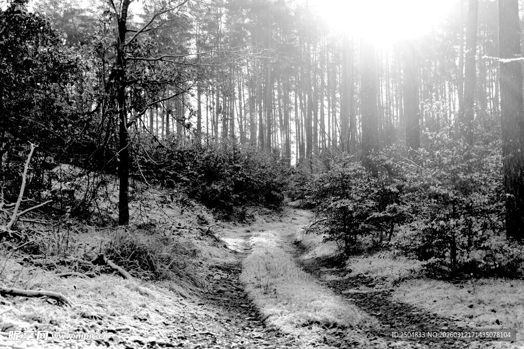 黑白森林中的蜿蜒小径