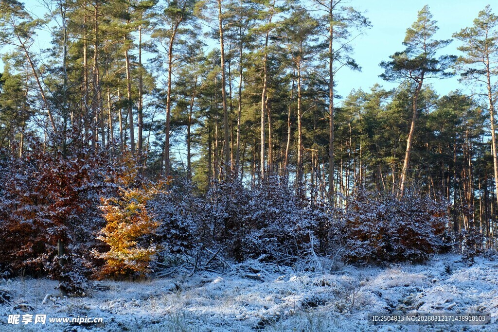 冬日森林雪景中的多彩树木