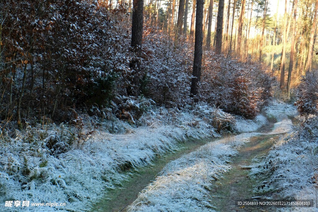 冬日林间覆雪小径