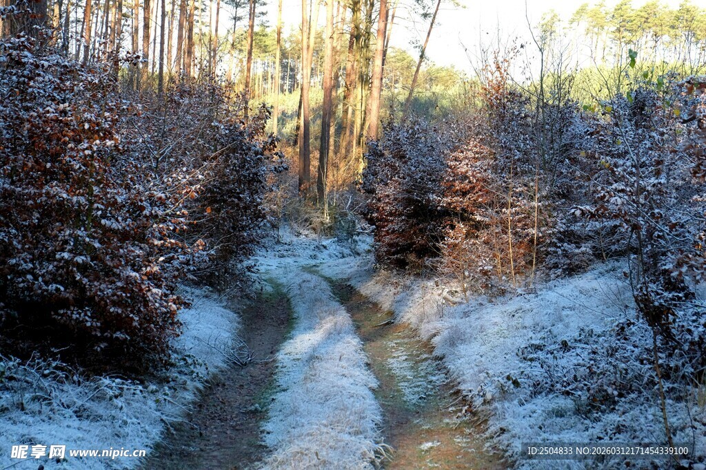 冬日林间覆雪小径