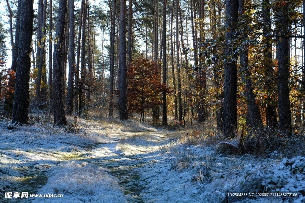 冬日雪覆林间小道