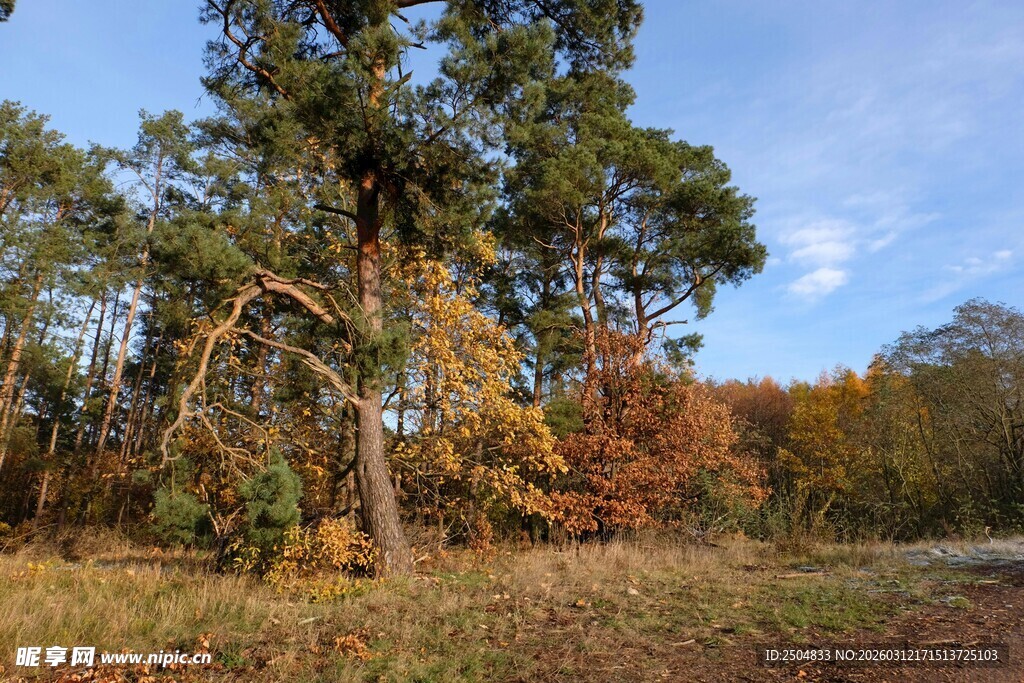 秋日林间开阔美景