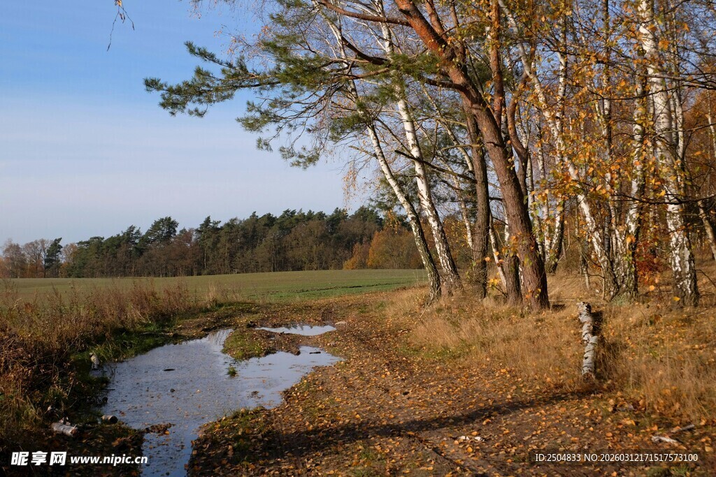 秋日溪边树林美景