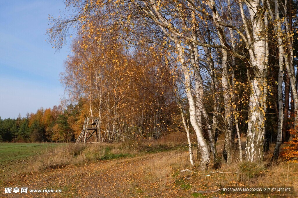 秋日白桦林风景