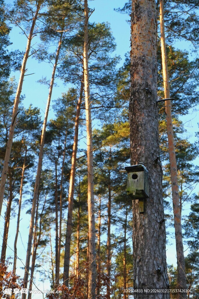 森林中的高耸松树