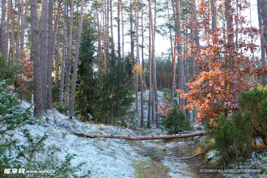 冬日林间雪景小径