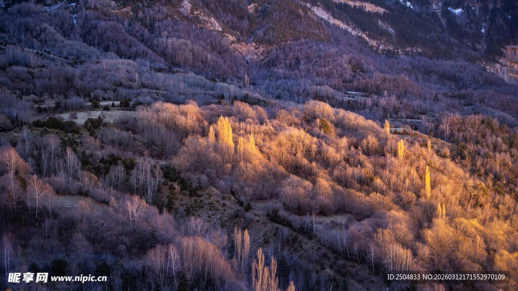 山间夕照下的绚烂树林