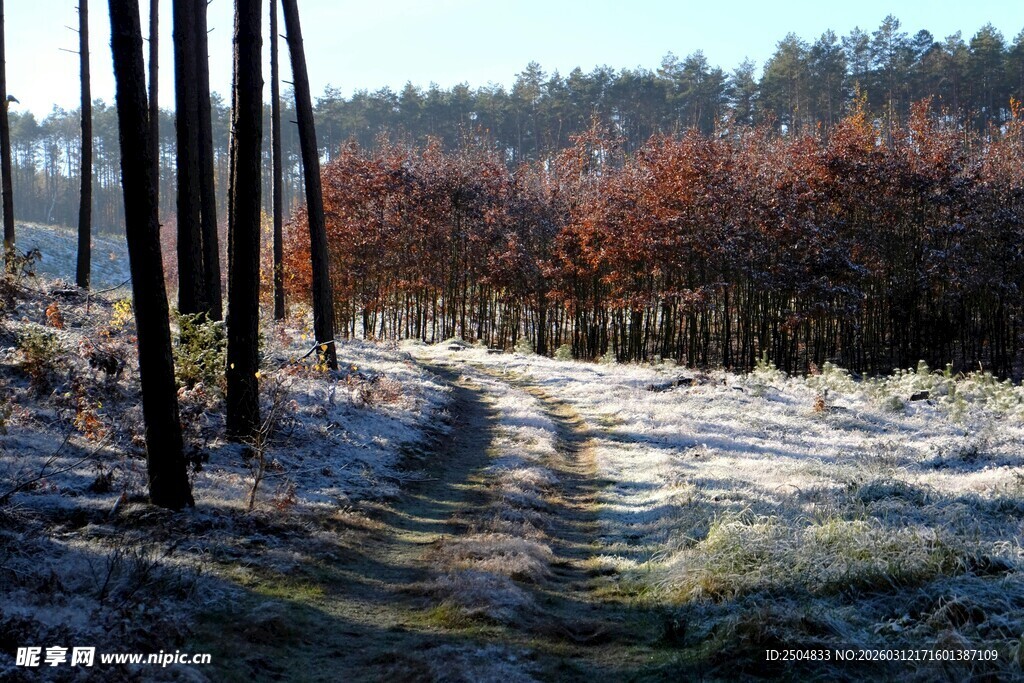 冬日林间覆霜小径