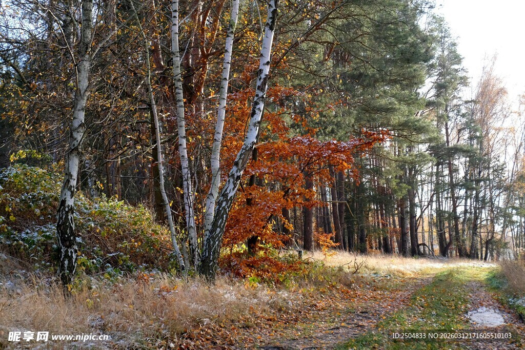 秋日林间小道上的斑斓景色