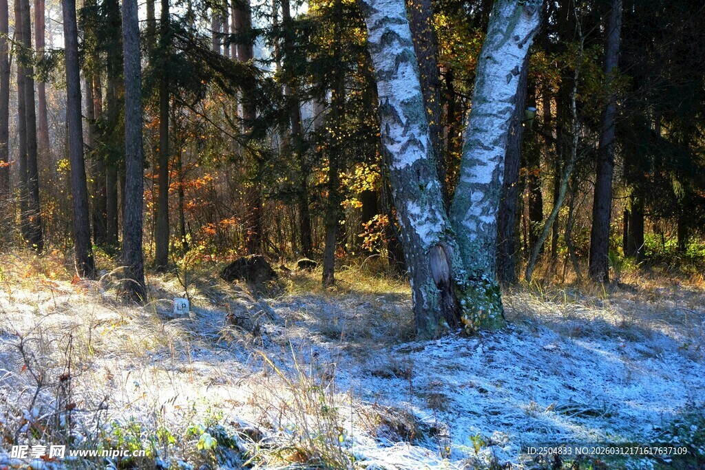 冬日森林雪景中的白桦树